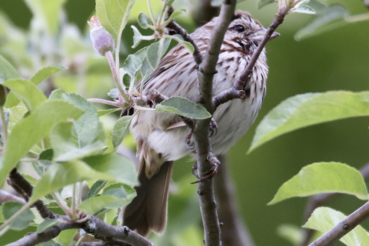 Song Sparrow - ML574307261