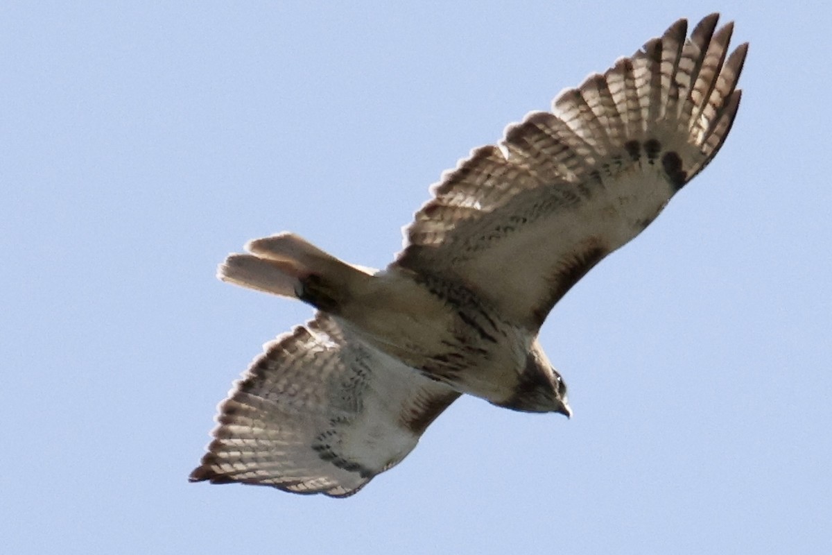 Red-tailed Hawk - ML574307371