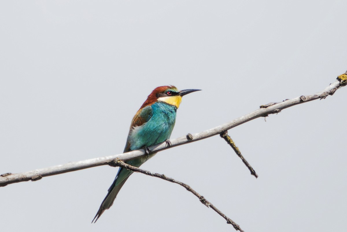 European Bee-eater - Luboš Klikar