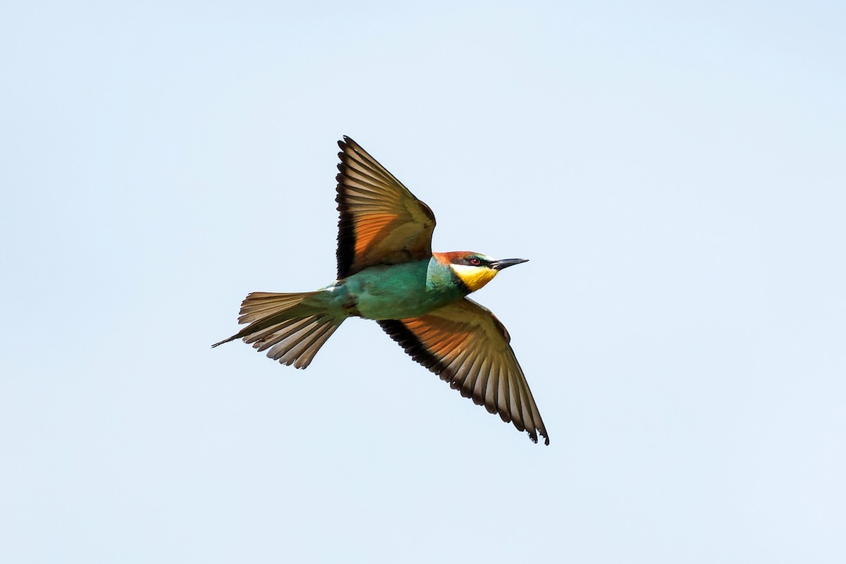 European Bee-eater - ML574308251