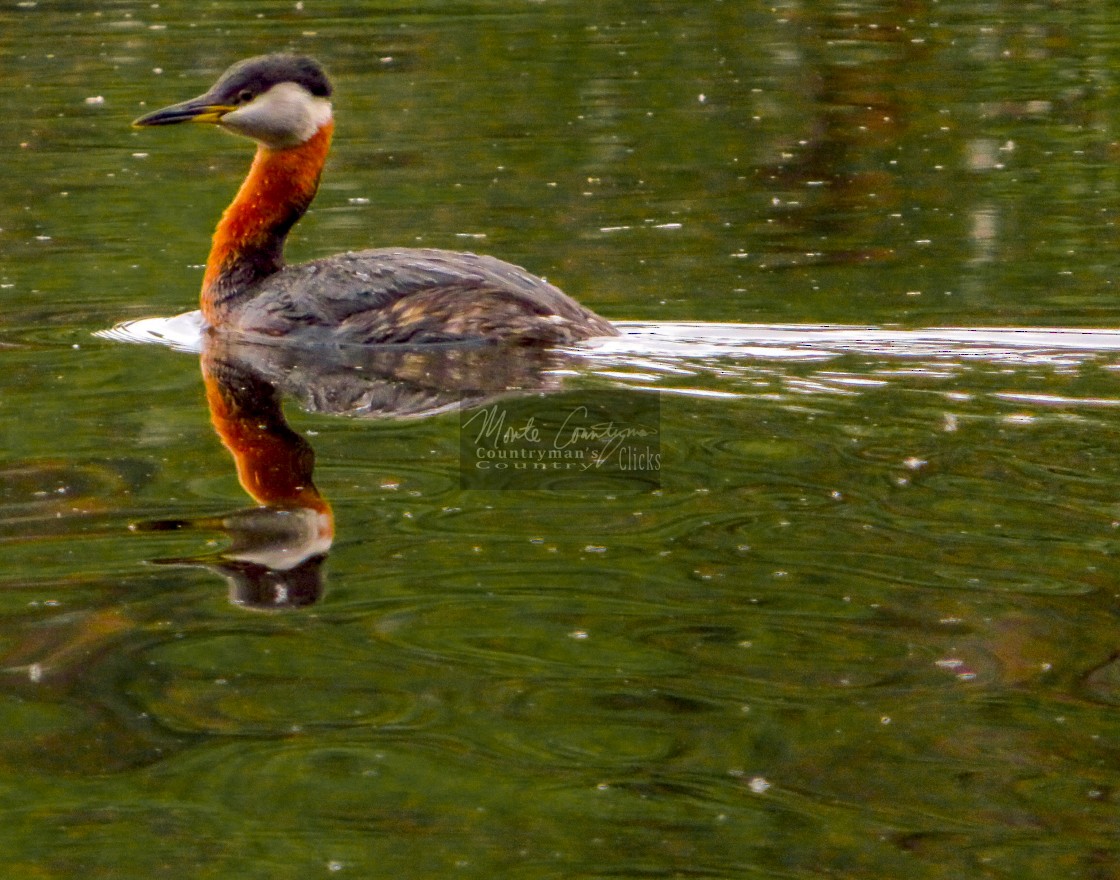 Red-necked Grebe - ML574308451