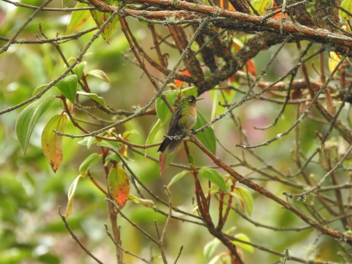 Tyrian Metaltail - Sergio Reyes