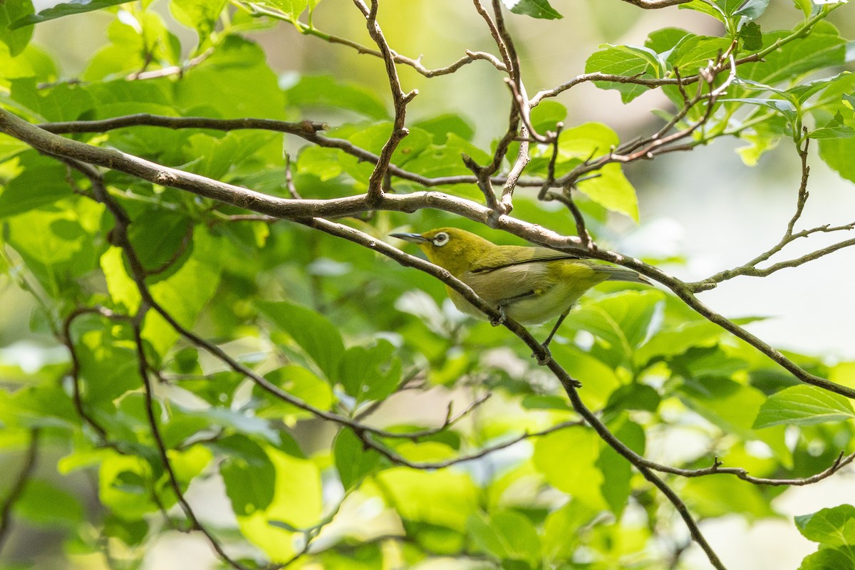 Warbling White-eye - ML574308741