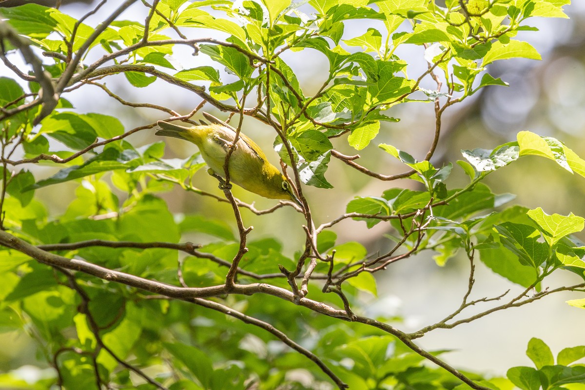 Warbling White-eye - ML574308751