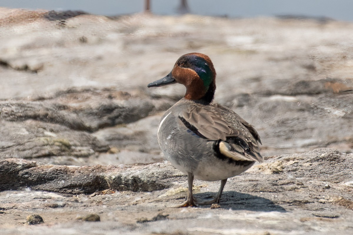 Green-winged Teal - ML574309621