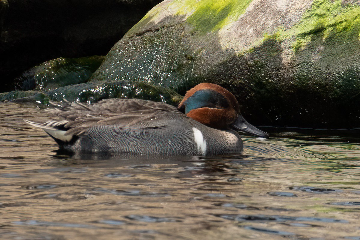 Green-winged Teal - ML574309631