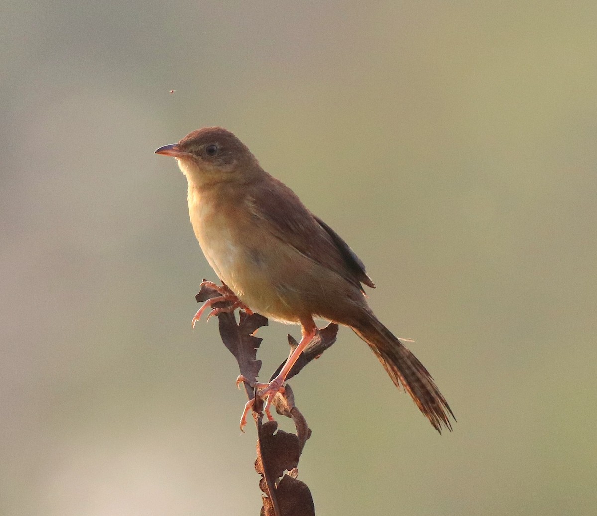 Broad-tailed Grassbird - Afsar Nayakkan