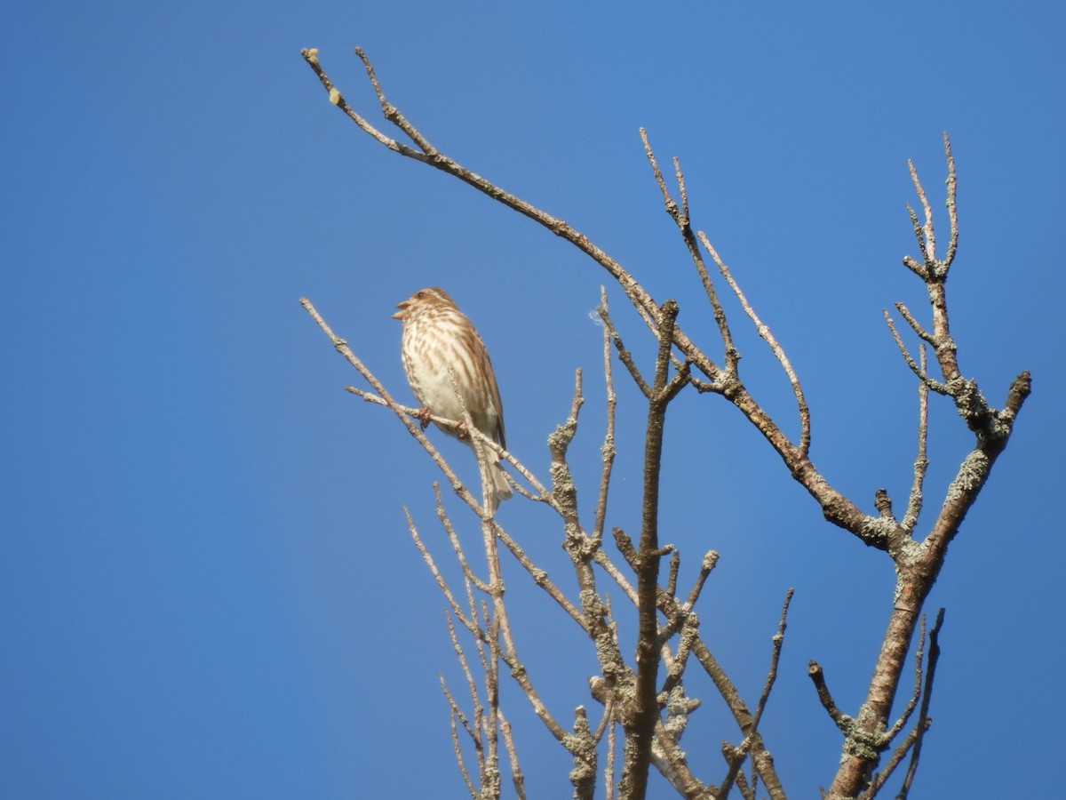 Purple Finch - ML574314111