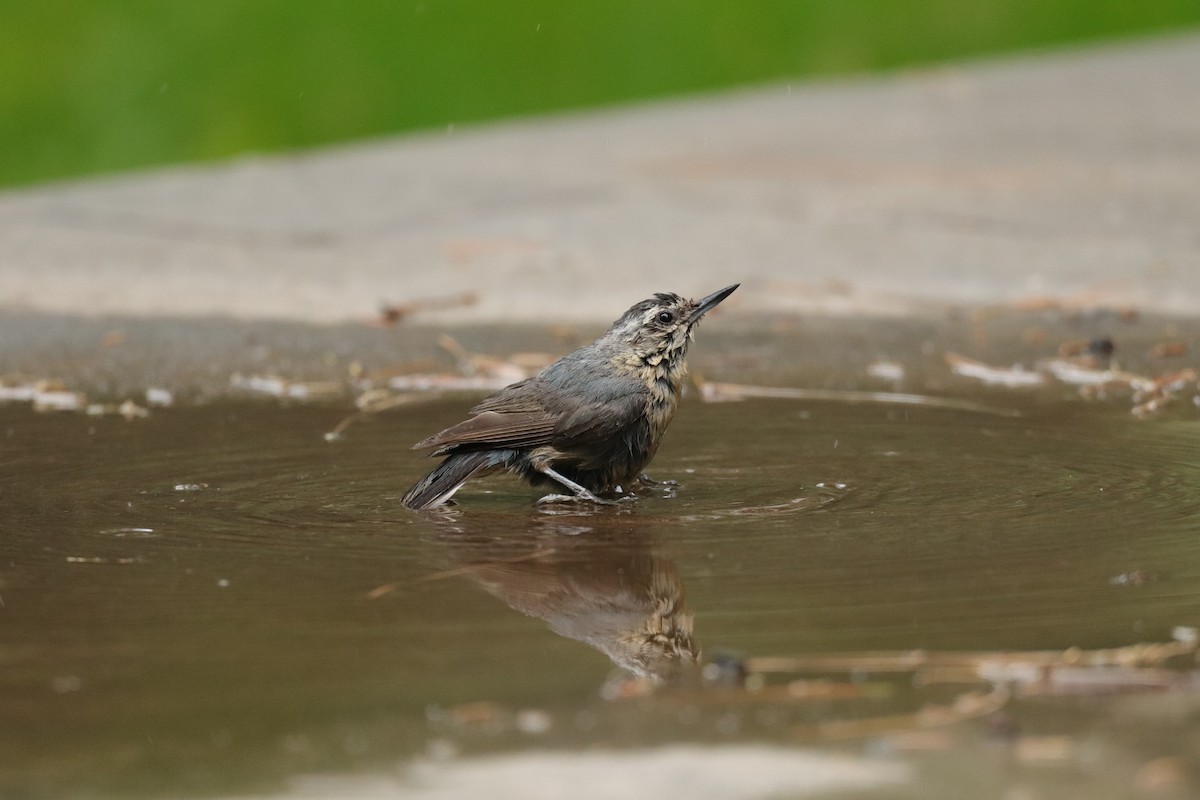 Snowy-browed Nuthatch - ML574316401