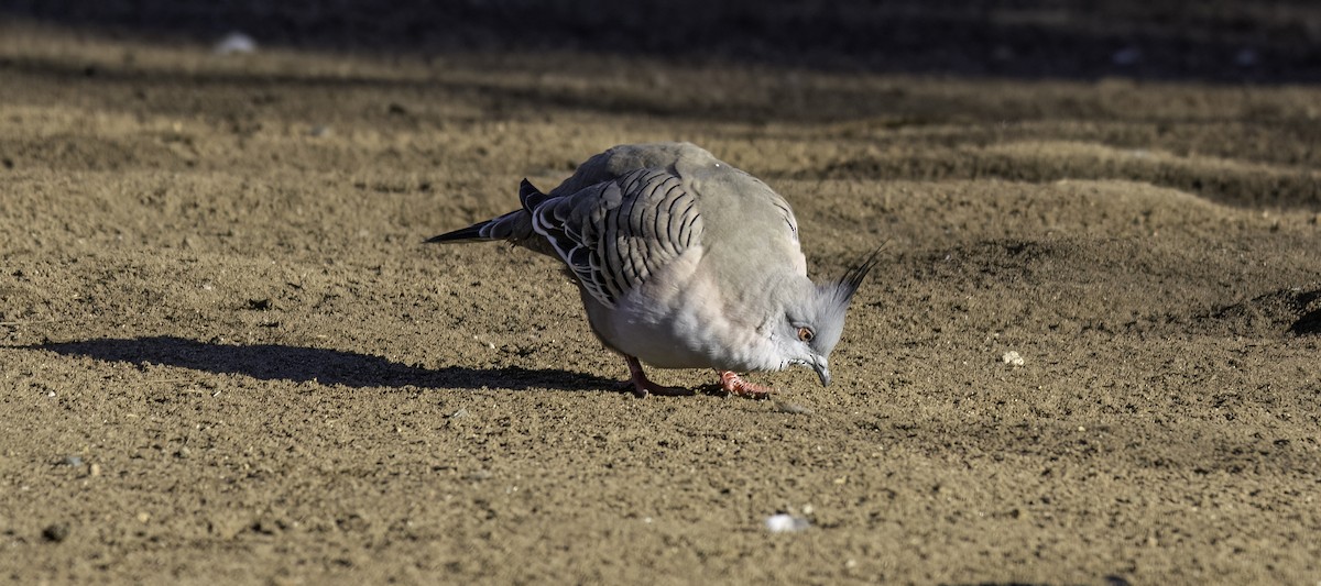 Crested Pigeon - Anne Reardon