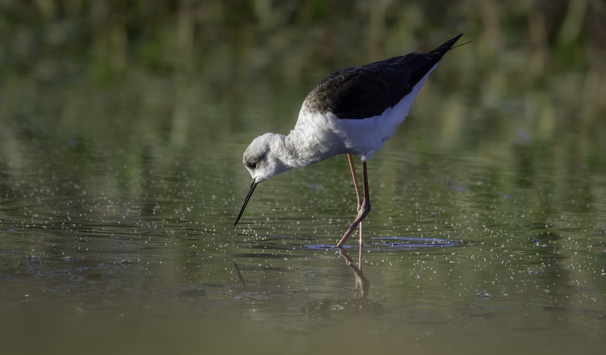 Pied Stilt - ML574317671