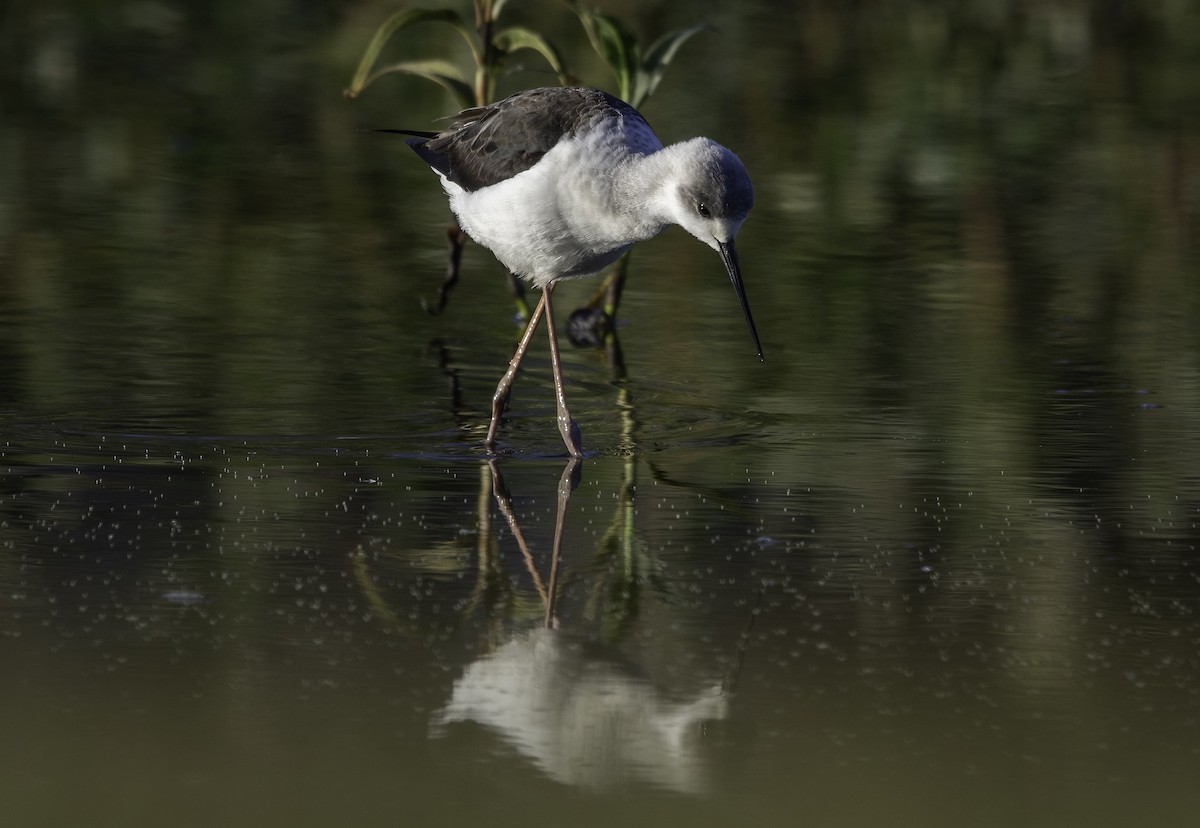 Pied Stilt - Anne Reardon