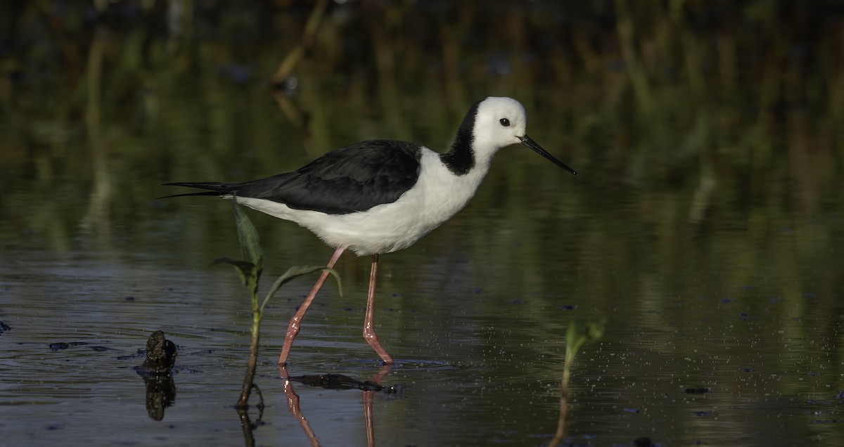 Pied Stilt - ML574317691