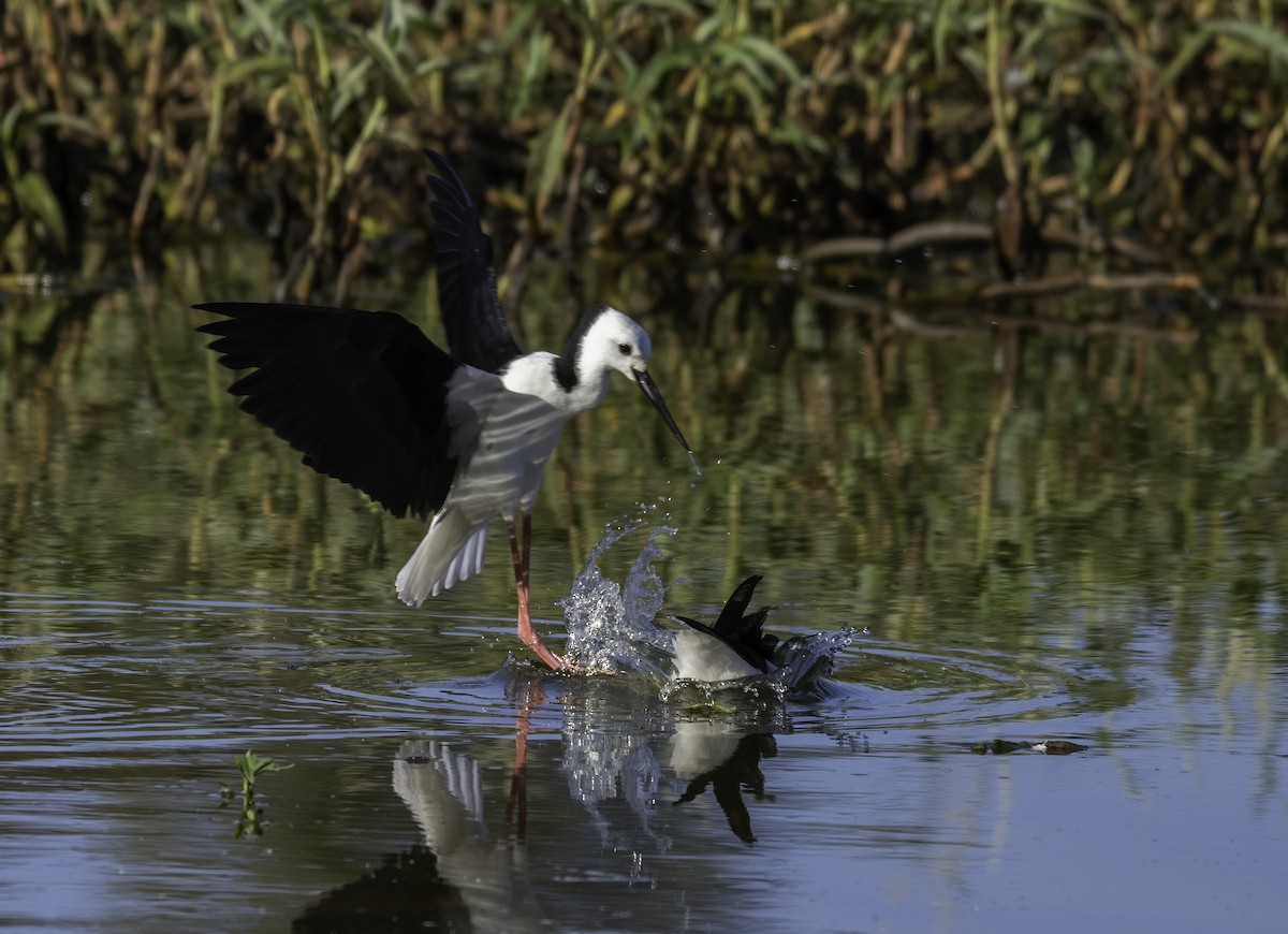 Pied Stilt - ML574317701