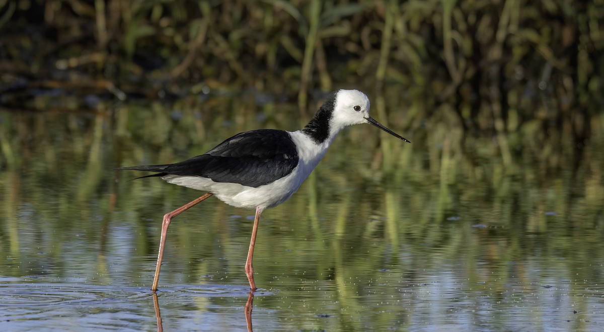 Pied Stilt - ML574317721