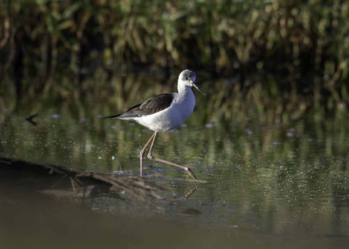 Pied Stilt - ML574317731