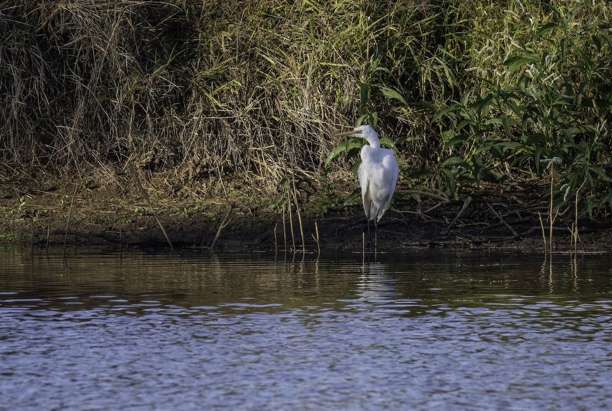 Great Egret - ML574318421