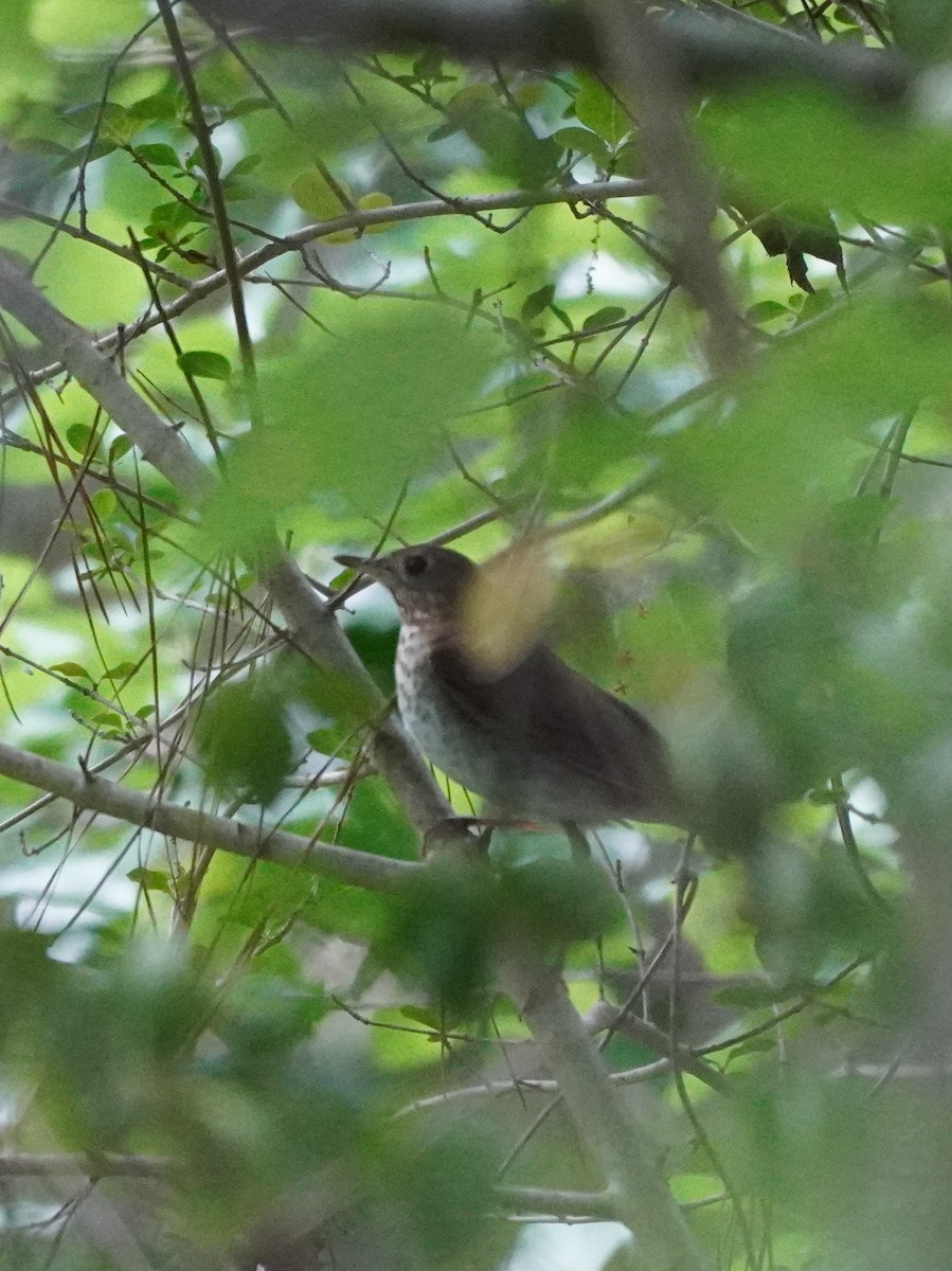 thrush sp. - Prashant A