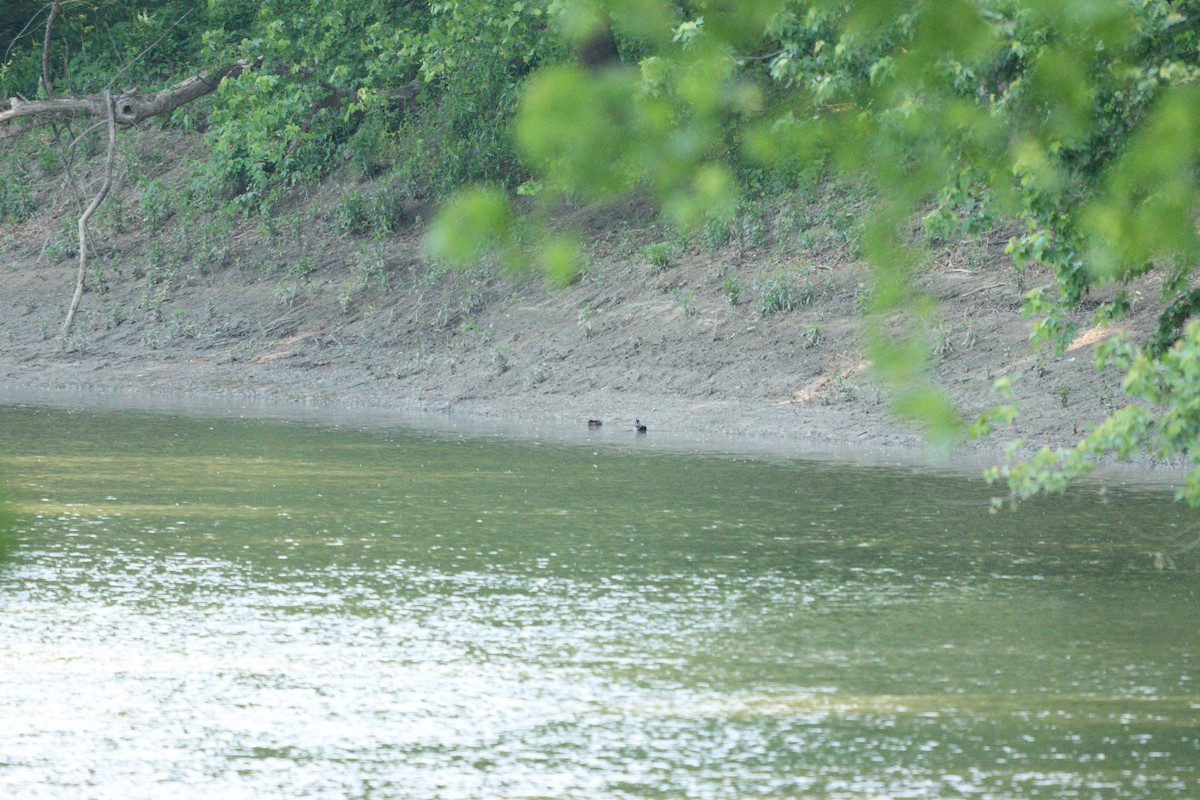 Wood Duck - ML574318901