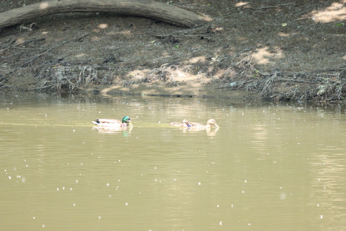 Canard colvert - ML574319011