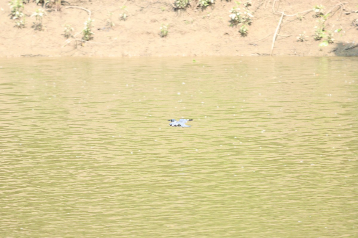 Belted Kingfisher - ML574319031