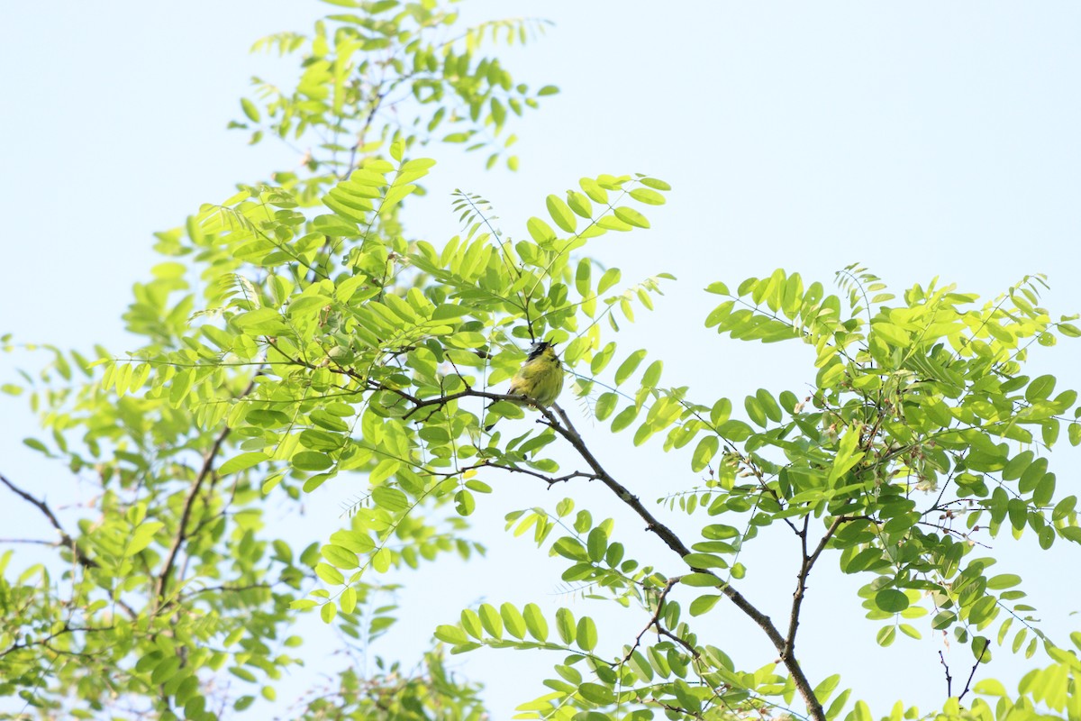 Magnolia Warbler - ML574319271