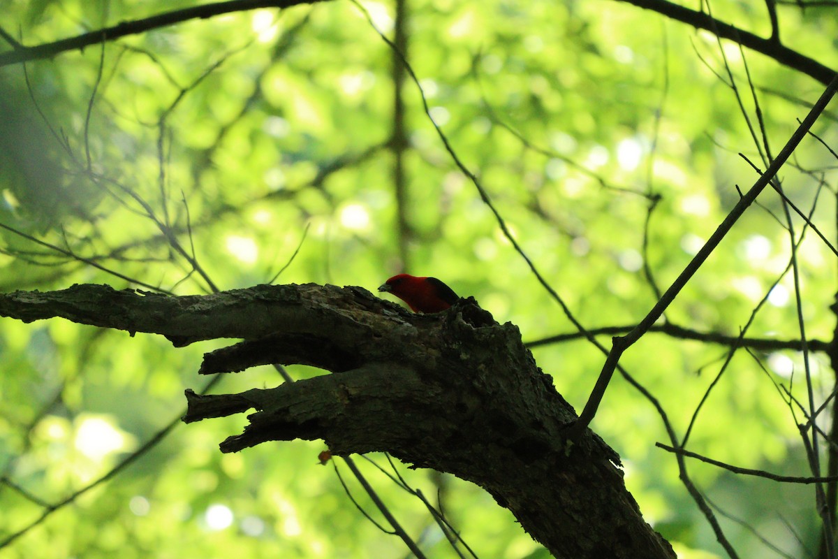 Scarlet Tanager - ML574319691