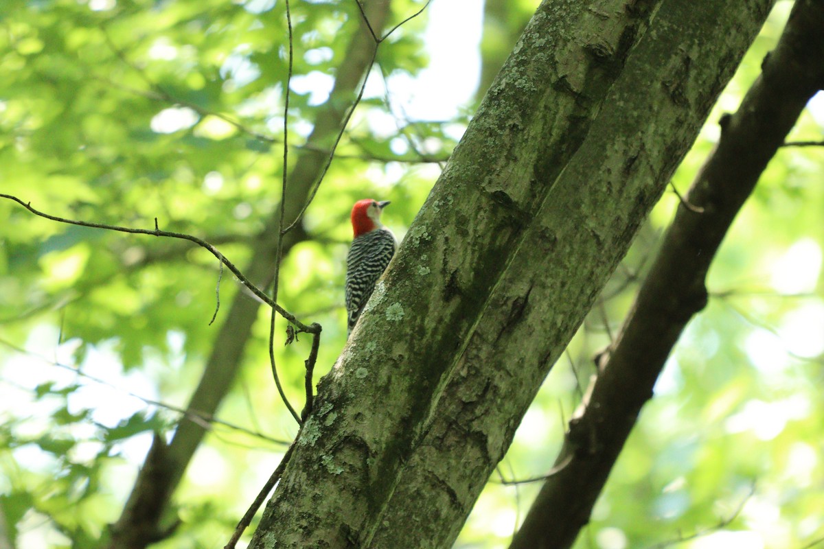 Red-bellied Woodpecker - ML574319741