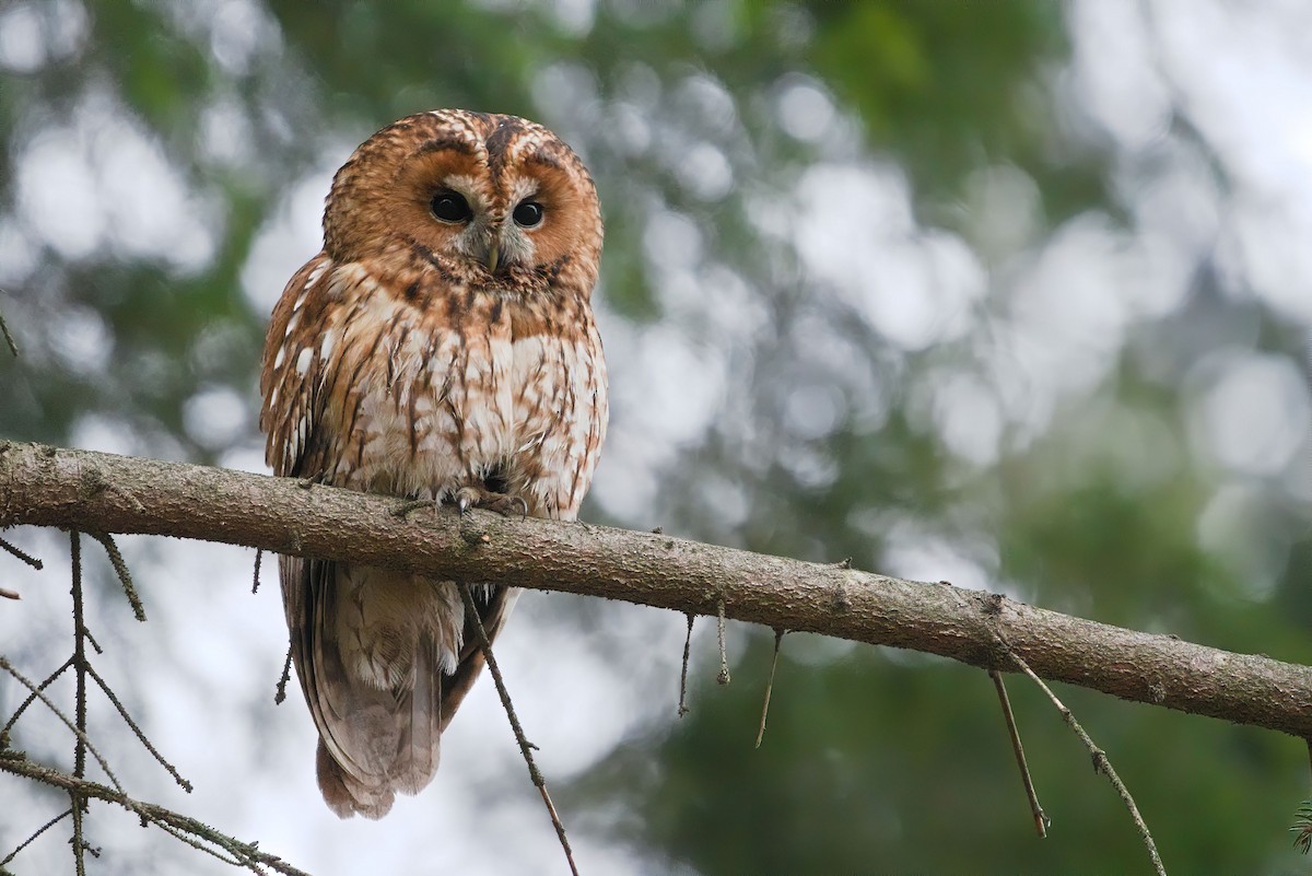 Tawny Owl - ML574320371