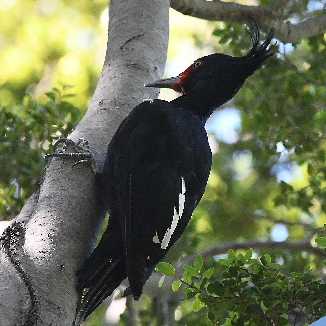 Magellanic Woodpecker - ML574320451