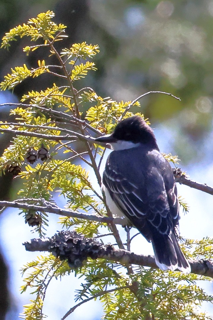 Eastern Kingbird - ML574321491