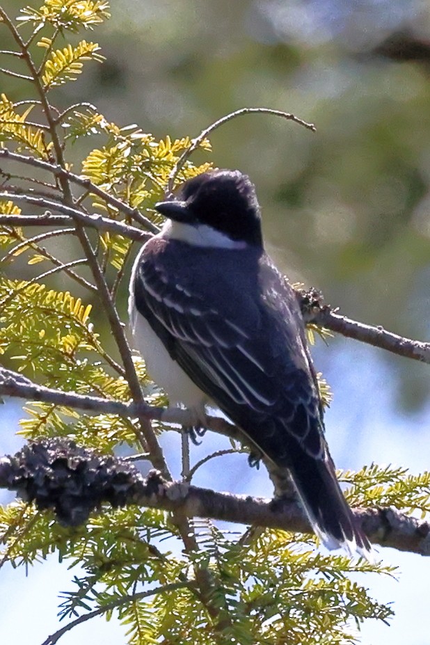 Eastern Kingbird - ML574321501