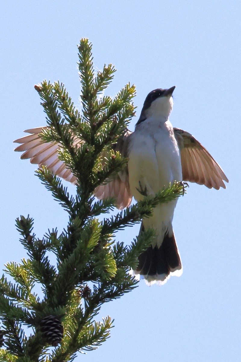 Eastern Kingbird - ML574321511