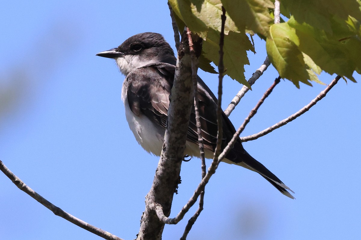 Eastern Kingbird - ML574321631