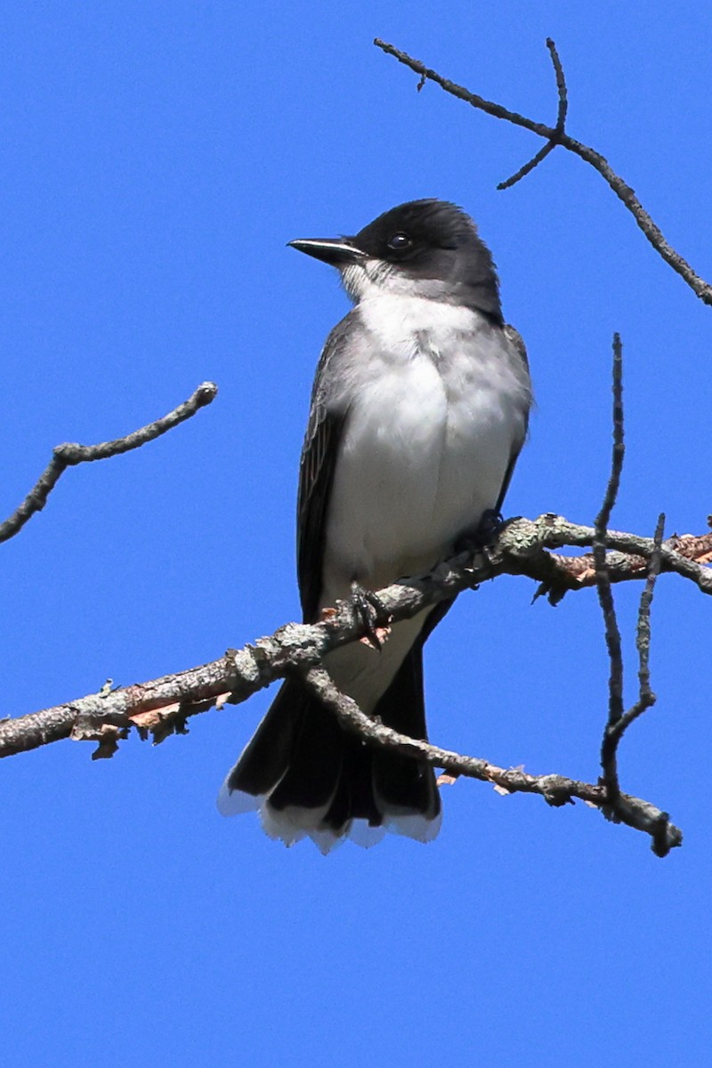 Eastern Kingbird - ML574323471