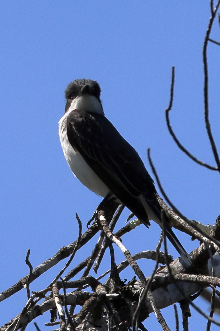 Eastern Kingbird - ML574323501