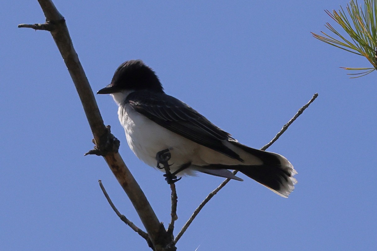 Eastern Kingbird - ML574323511