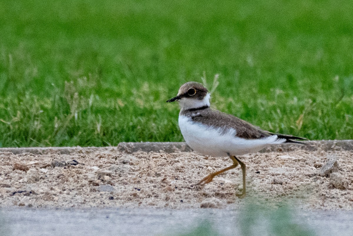 Little Ringed Plover - Muhammad Alhujeli