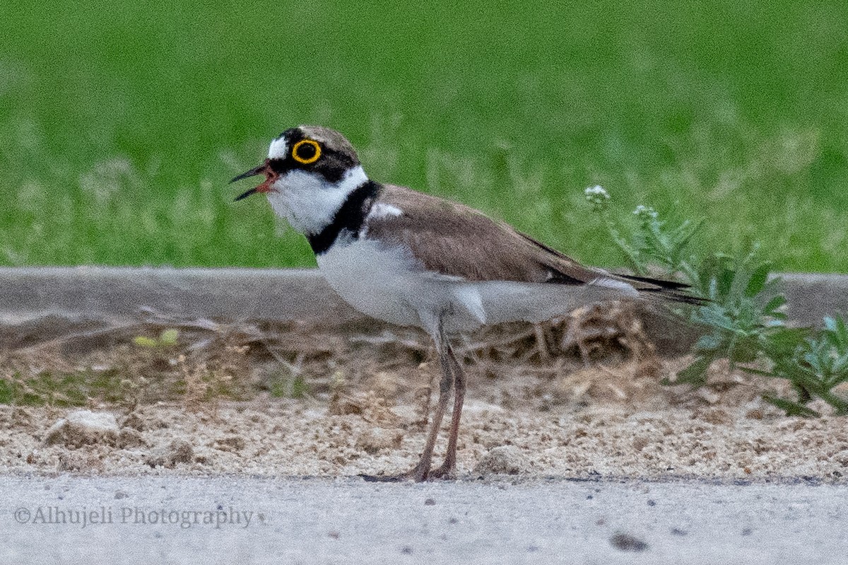 Little Ringed Plover - Muhammad Alhujeli