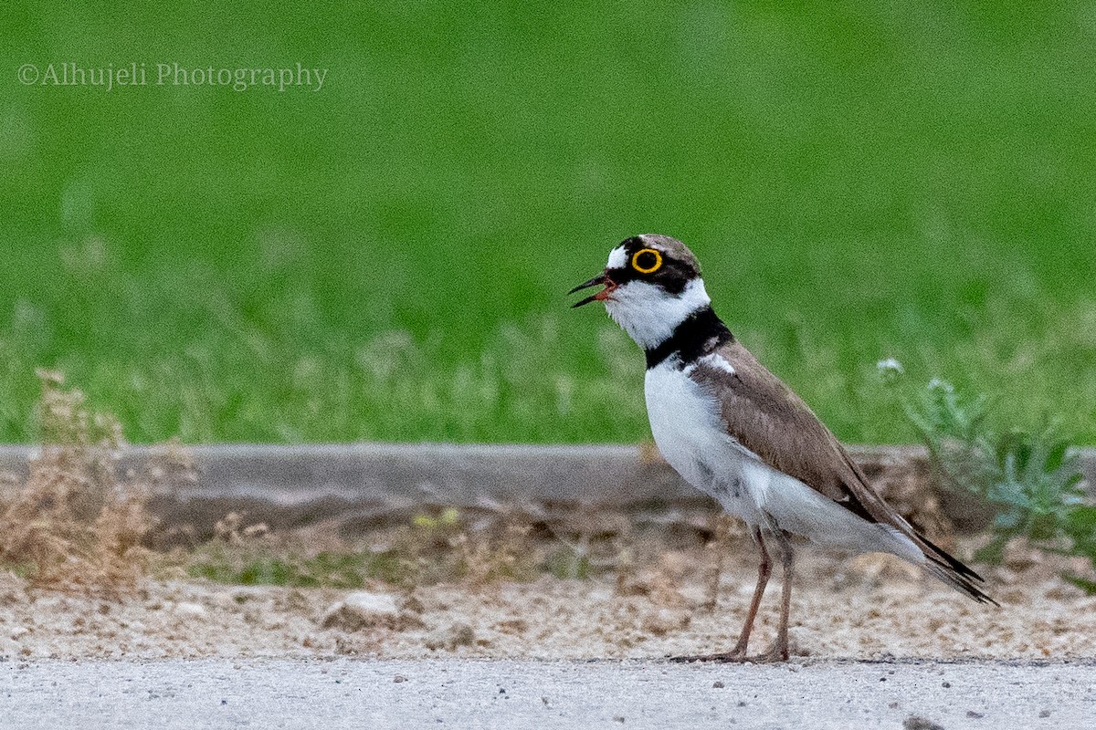 Little Ringed Plover - ML574323781