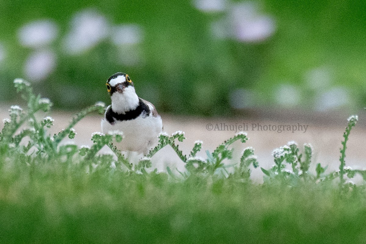 Little Ringed Plover - ML574323801