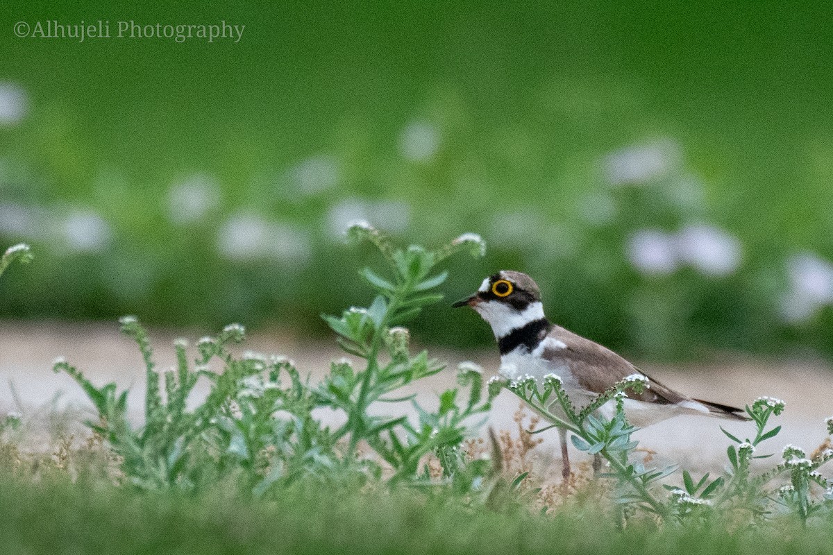 Little Ringed Plover - ML574323821