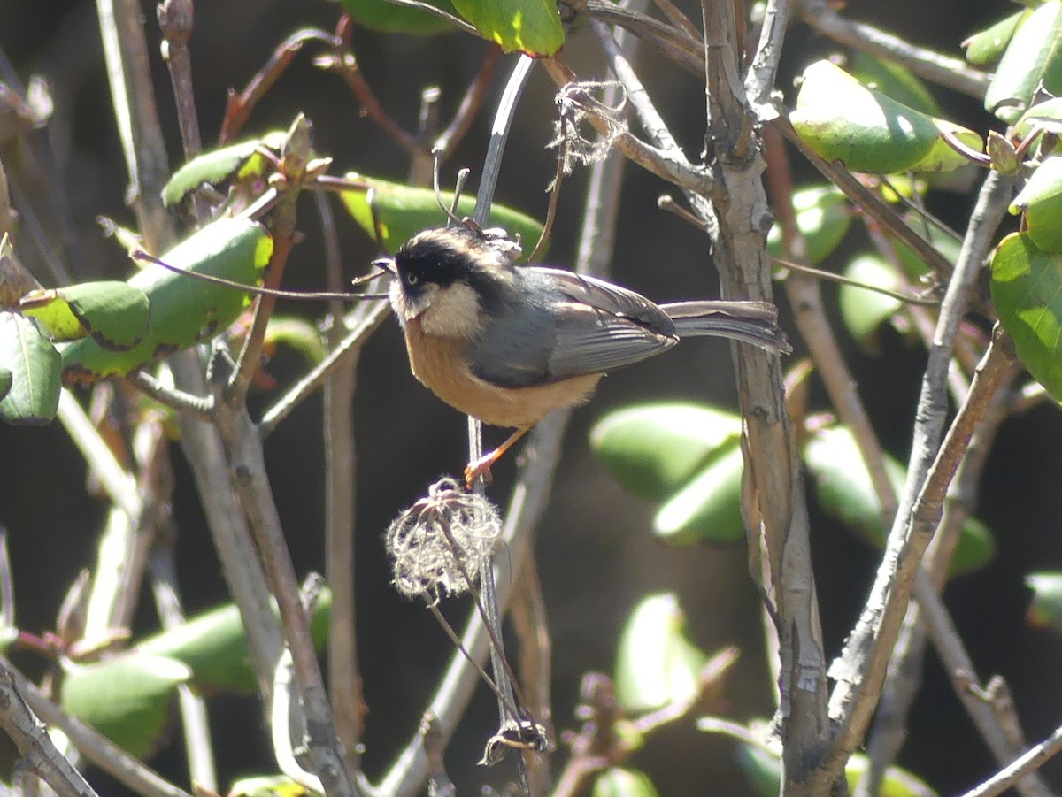 Black-browed Tit (Rufous-fronted) - Peter Yendle