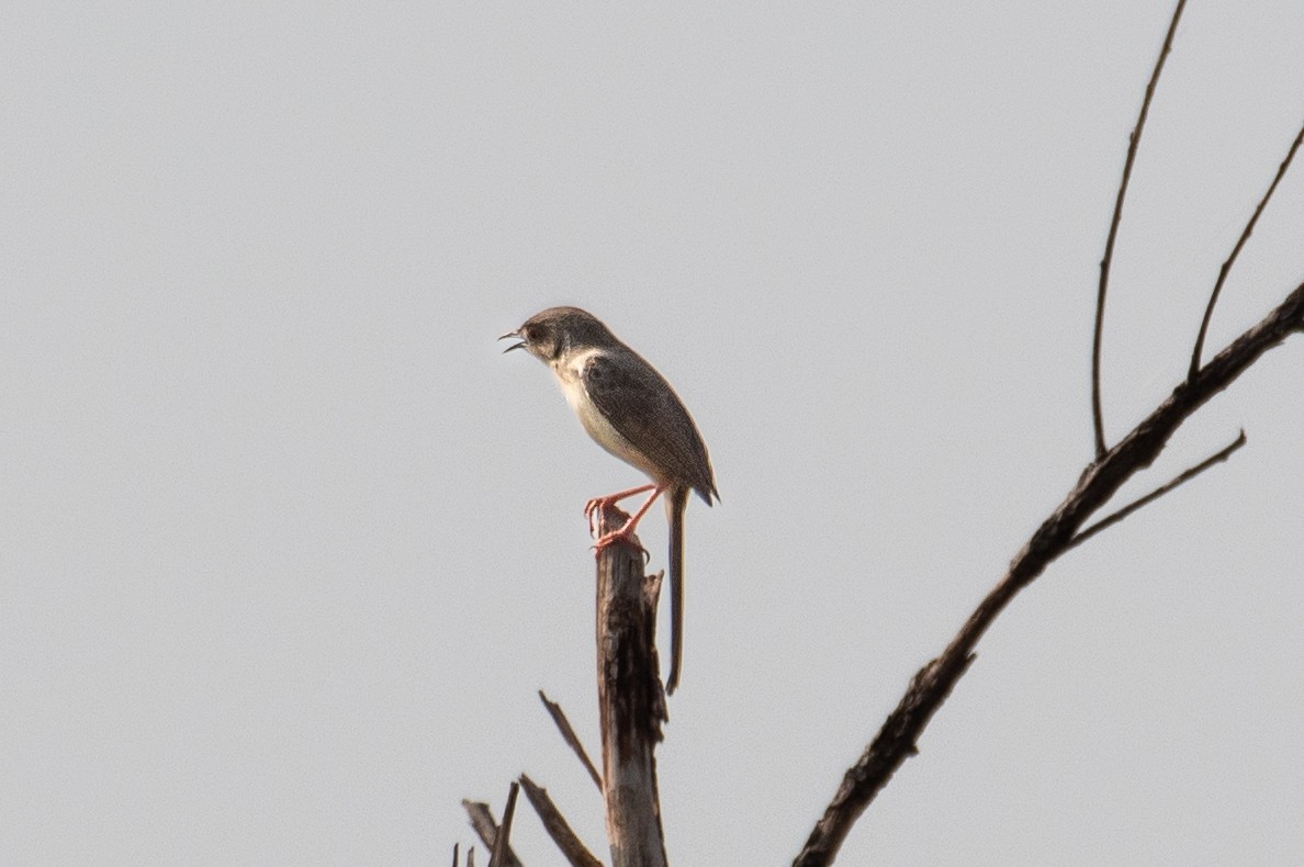 Prinia forestière - ML574325171