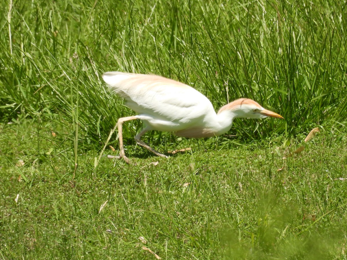 Western Cattle Egret - Joseph Krupitza