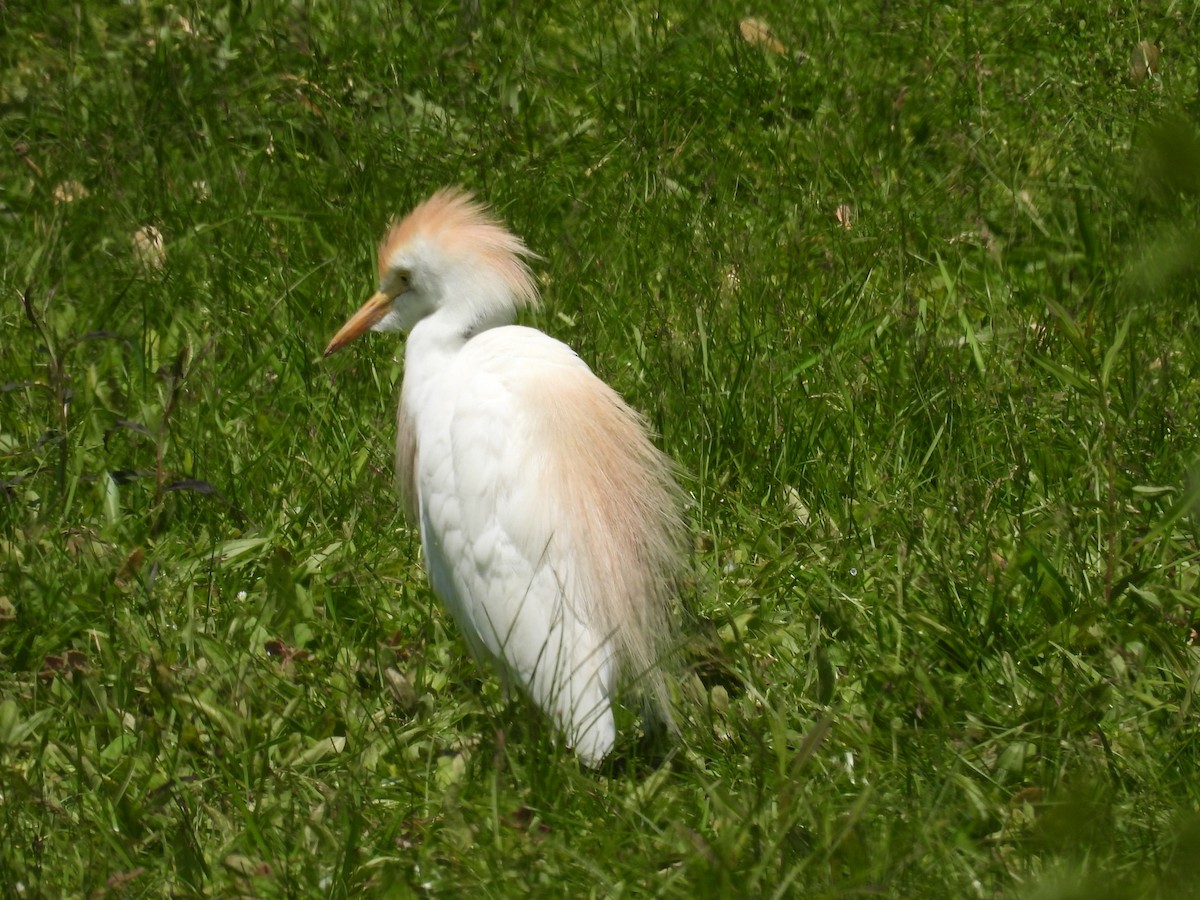 Western Cattle Egret - Joseph Krupitza