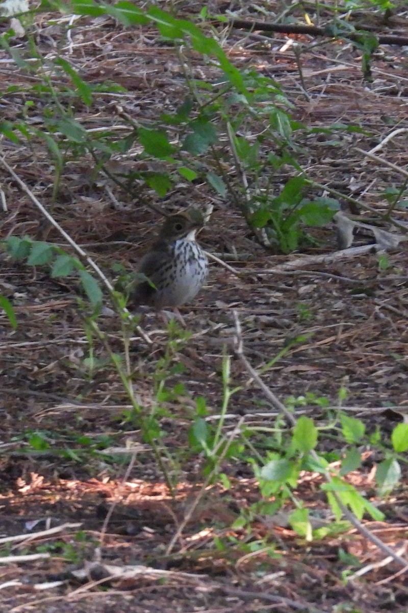 Ovenbird - ML574327431