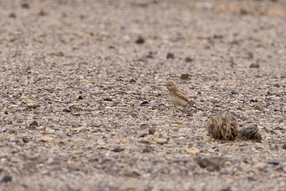 Bar-tailed Lark - ML574328381