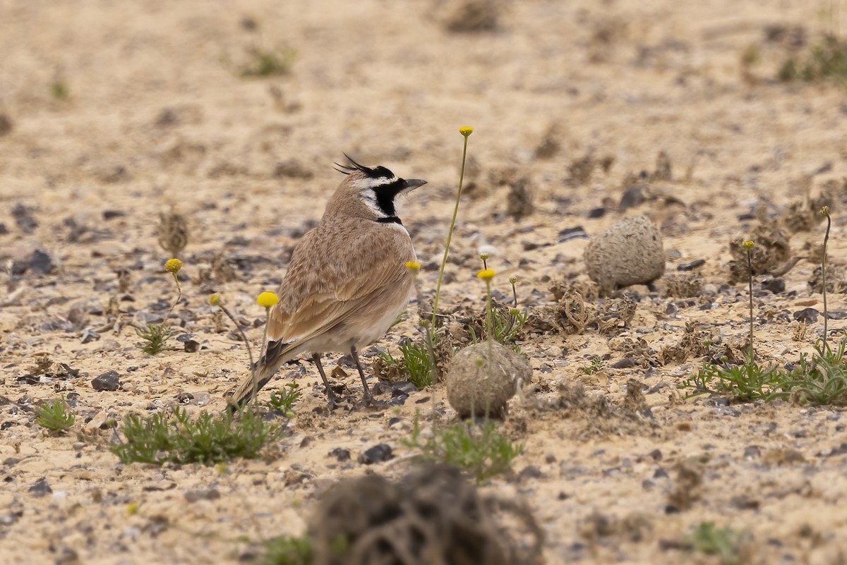 Temminck's Lark - ML574328761