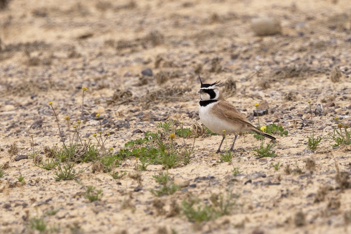 Temminck's Lark - ML574328771